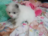 Cotton Tail, a male Pomeranian for sale in Singleton, TX – Photo 2 of 4