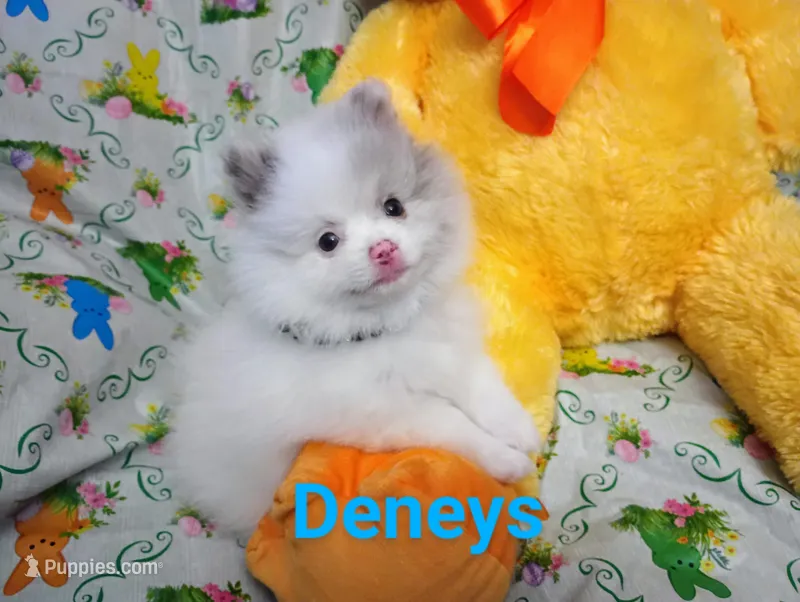 Cotton Tail – Pomeranian puppy for sale in Singleton, TX