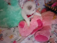 Cotton Tail, a male Pomeranian for sale in Singleton, TX – Photo 3 of 4