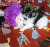 Tex deposit the Browns, a male Pomeranian for sale in Singleton, TX – 5 of 5