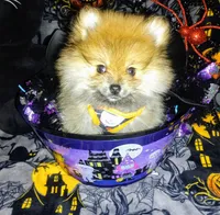 Magic Mike, a male Pomeranian for sale in Singleton, TX – 3 of 5