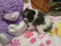 Diamond, a female Pomeranian for sale in Singleton, TX – Photo 3 of 4