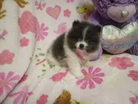 Diamond, a female Pomeranian for sale in Singleton, TX – Photo 2 of 4