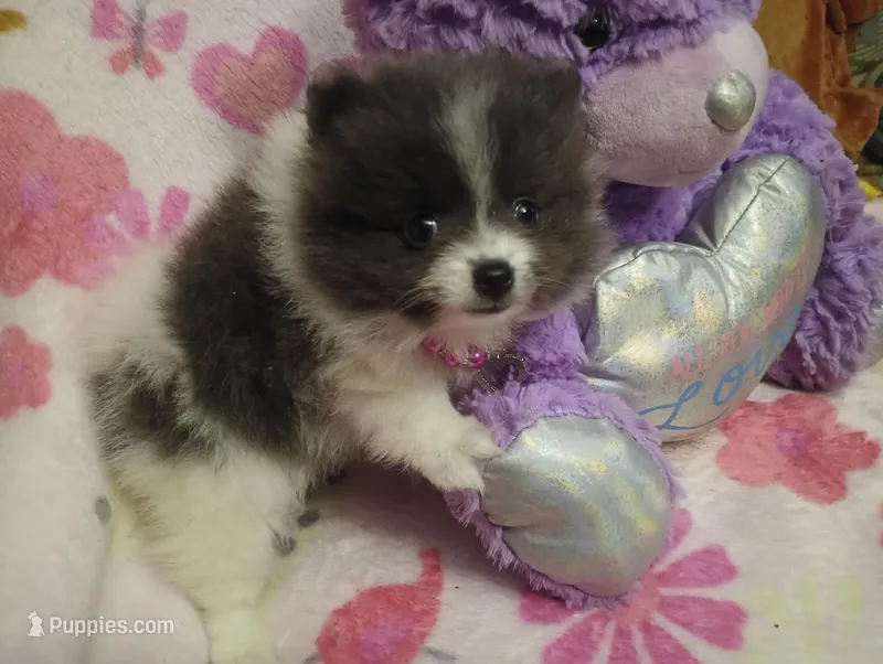 Diamond – Pomeranian puppy for sale in Singleton, TX