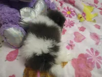 Diamond, a female Pomeranian for sale in Singleton, TX – Photo 4 of 4