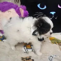 Casanova , a male Chihuahua and Pomeranian for sale in Singleton, TX – 2 of 5