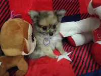 Lookie Lou, a female Chihuahua and Pomeranian for sale in Singleton, TX – 3 of 5