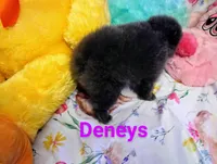 Bluey, a female Pomeranian for sale in Singleton, TX – Photo 2 of 4