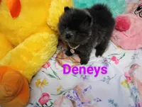 Bluey, a female Pomeranian for sale in Singleton, TX – Photo 3 of 4