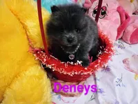 Bluey, a female Pomeranian for sale in Singleton, TX – Photo 4 of 4