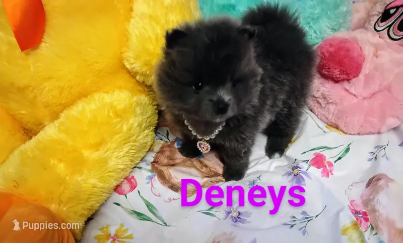Bluey – Pomeranian puppy for sale in Singleton, TX