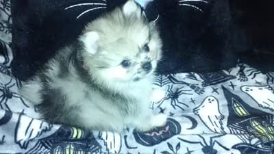Beautiful Angel, a female Pomeranian for sale in Singleton, TX – 5 of 5