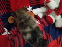 Lookie Lou, a female Chihuahua and Pomeranian for sale in Singleton, TX – 2 of 5