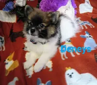 Tex deposit the Browns, a male Pomeranian for sale in Singleton, TX – 4 of 5