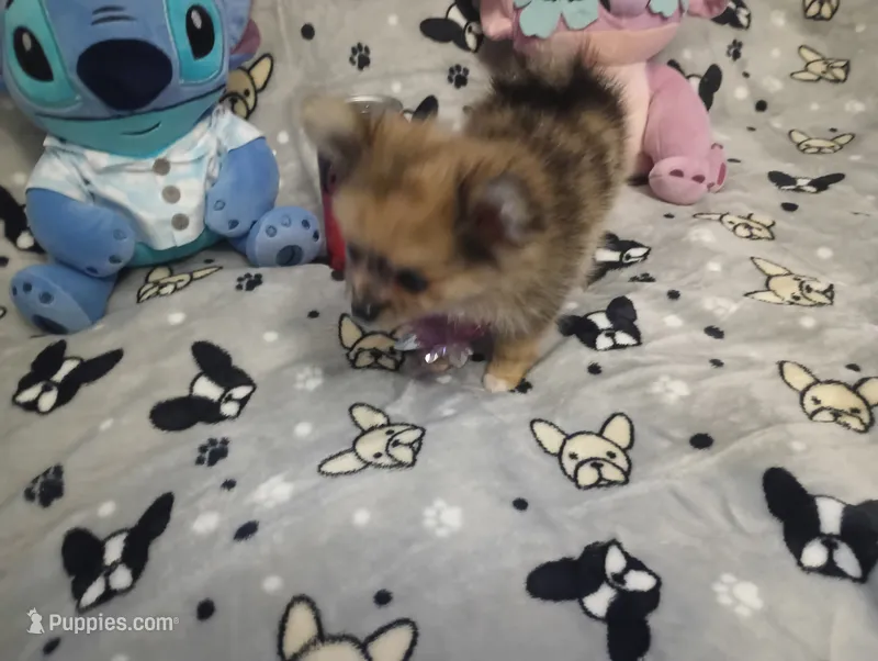Lookie Lou Merle – Chihuahua, Pomeranian puppy for sale in Singleton, TX