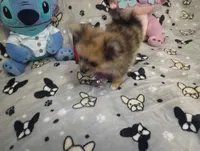 Lookie Lou Merle  Hold Deposit, a female Chihuahua and Pomeranian for sale in Singleton, TX – 4 of 9