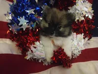 Jewel, a female Pomeranian for sale in Singleton, TX – Photo 4 of 5