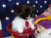 Romeo , a male Pomeranian for sale in Singleton, TX – Photo 3 of 5