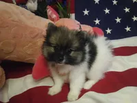 Jewel, a female Pomeranian for sale in Singleton, TX – Photo 2 of 5