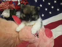 Jewel, a female Pomeranian for sale in Singleton, TX – Photo 5 of 5