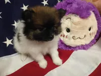 Romeo , a male Pomeranian for sale in Singleton, TX – Photo 2 of 5