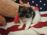 Jewel, a female Pomeranian for sale in Singleton, TX – Photo 3 of 5