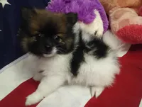 Romeo , a male Pomeranian for sale in Singleton, TX – Photo 4 of 5