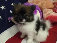 Romeo , a male Pomeranian for sale in Singleton, TX – Photo 5 of 5