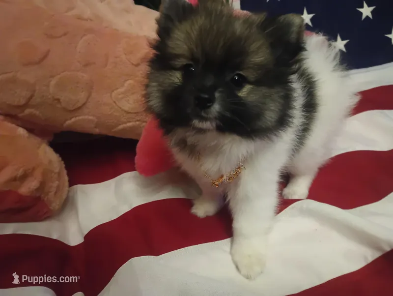 Jewel – Pomeranian puppy for sale in Singleton, TX