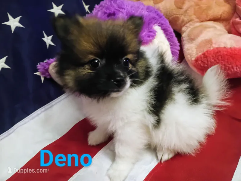 Romeo  – Pomeranian puppy for sale in Singleton, TX