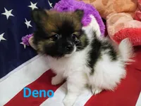 Romeo , a male Pomeranian for sale in Singleton, TX – Photo 1 of 5