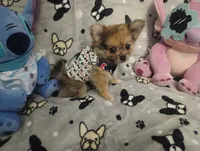 Lookie Lou Merle  Hold Deposit, a female Chihuahua and Pomeranian for sale in Singleton, TX – 8 of 9