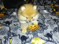 Magic Mike, a male Pomeranian for sale in Singleton, TX – 5 of 5