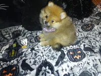 Pumpkin, a male Pomeranian for sale in Singleton, TX – 3 of 3