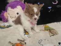 Fancy Pants, a female Chihuahua and Pomeranian for sale in Singleton, TX – 3 of 5