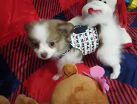 Girley, a female Chihuahua and Pomeranian for sale in Singleton, TX – 3 of 4
