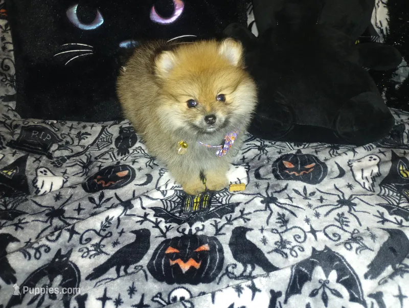 Pumpkin – Pomeranian puppy for sale in Singleton, TX