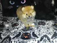 Pumpkin, a male Pomeranian for sale in Singleton, TX – 1 of 3