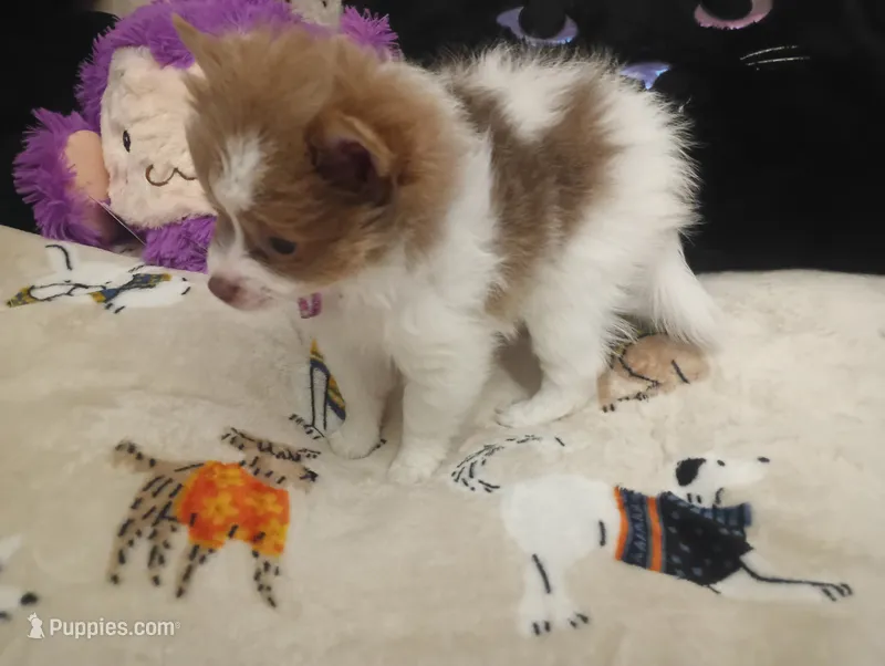 Fancy Pants – Chihuahua, Pomeranian puppy for sale in Singleton, TX