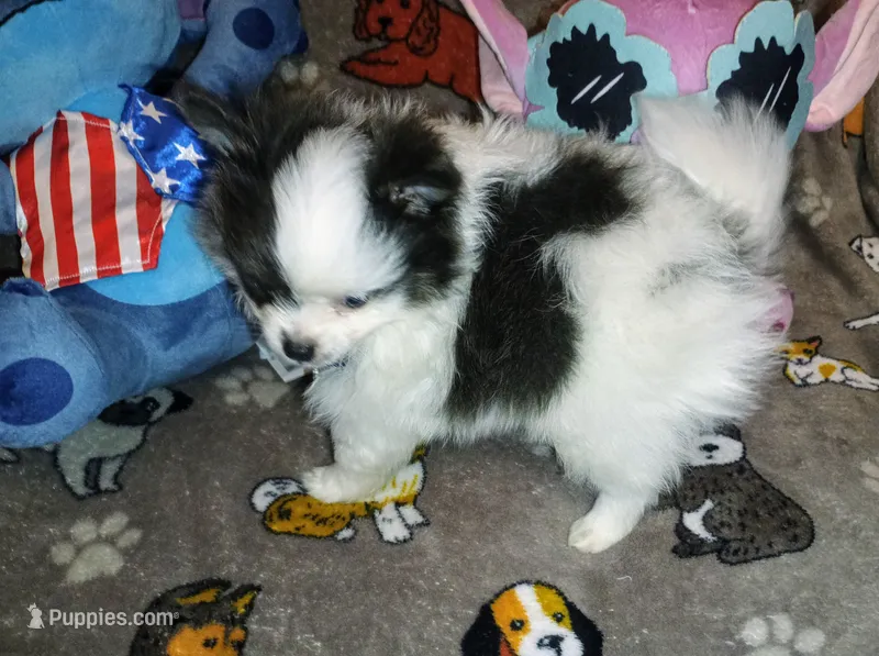 Casanova  – Chihuahua, Pomeranian puppy for sale in Singleton, TX