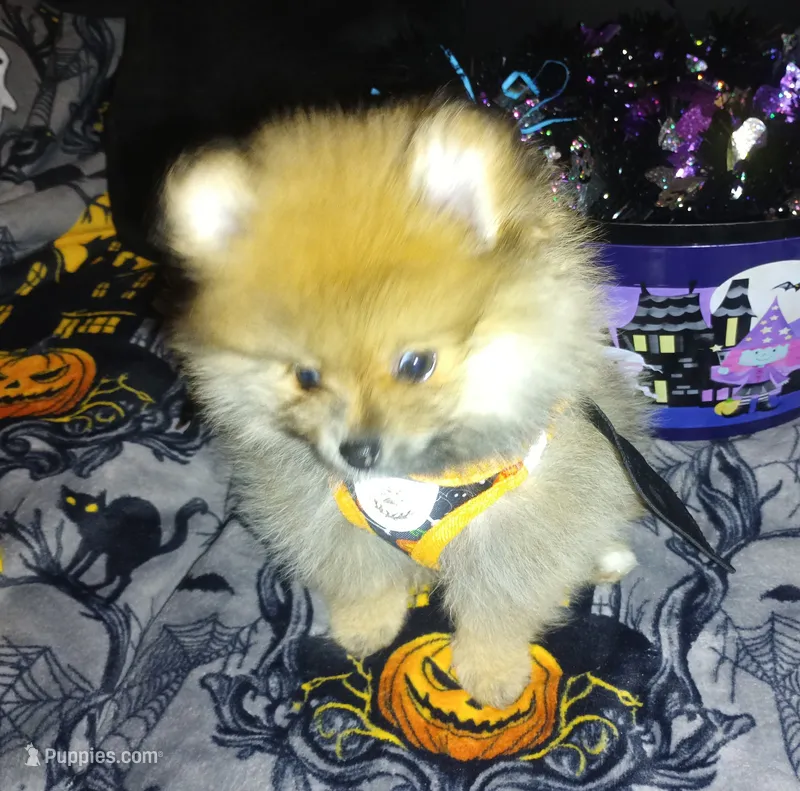 Pumpkin – Pomeranian puppy for sale in Singleton, TX