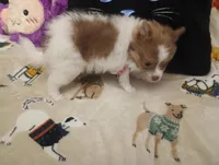 Fancy Pants, a female Chihuahua and Pomeranian for sale in Singleton, TX – 4 of 5
