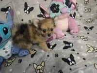 Lookie Lou Merle  Hold Deposit, a female Chihuahua and Pomeranian for sale in Singleton, TX – 1 of 9