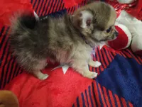 Lookie Lou, a female Chihuahua and Pomeranian for sale in Singleton, TX – 4 of 5