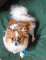 Ammo, a male Pomeranian for sale in Singleton, TX – Photo 2 of 5