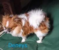 Ammo, a male Pomeranian for sale in Singleton, TX – Photo 4 of 5