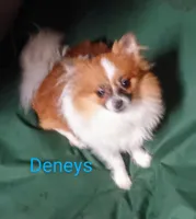 Ammo, a male Pomeranian for sale in Singleton, TX – Photo 1 of 5