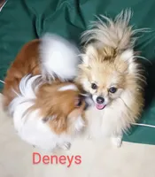 Ammo, a male Pomeranian for sale in Singleton, TX – Photo 3 of 5