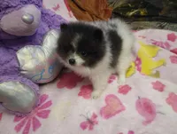 Lucky Lady Deposit made, a female Pomeranian for sale in Singleton, TX – Photo 2 of 4