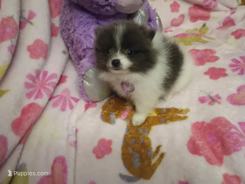Lucky Lady Deposit made – Pomeranian puppy for sale in Singleton, TX